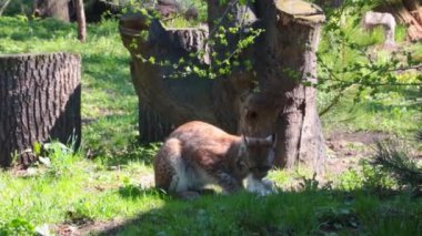 Beautiful lynx in the natural environment. The lynx sits in the forest and eats prey. Predatory cat - lynx