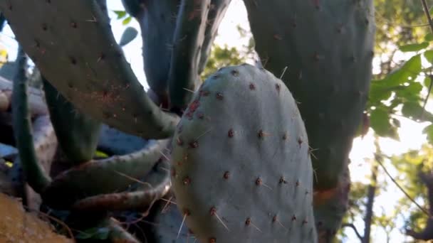Close Green Cactus Needles Texture Cactus — Stockvideo