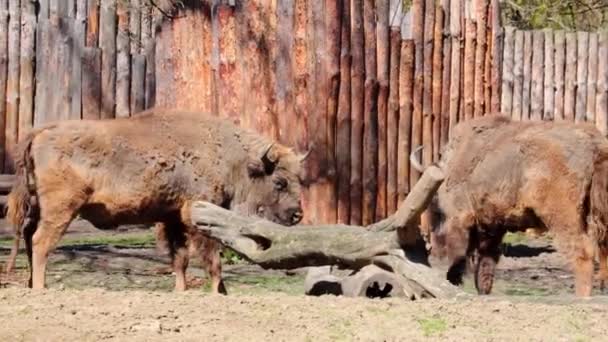Close Bison Bison Shed Old Wool Buffalo Scratches Tree — Stockvideo
