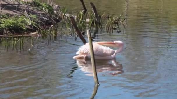 White Pelicans Swim Water Flock Pink Pelicans — Vídeos de Stock