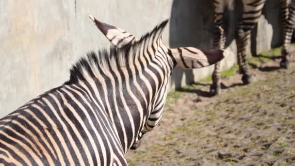 Beautiful Zebra Eats Grass Herbivore Wild Horse — Stock Video