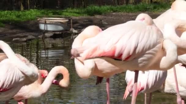 Pink Flamingos Shore Pond Flamingos Drink Water Clean Feathers Flamingo — Vídeo de Stock