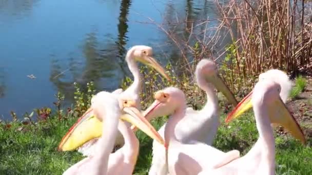 Pink Pelicans Shore Lake River — Vídeos de Stock