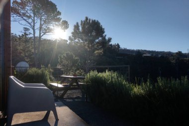 The rays of the sun make their way through the branches of the tree. Sunrise