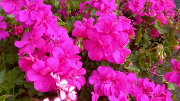 Close Blooming Pelargonium Garden — Αρχείο Βίντεο