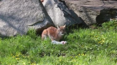 Lynx in the forest eats prey. Lynx is a species of mammals from the lynx genus