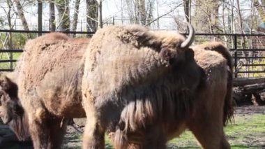 The bison licks its fur. Discarding old wool. Bison in natural habitat