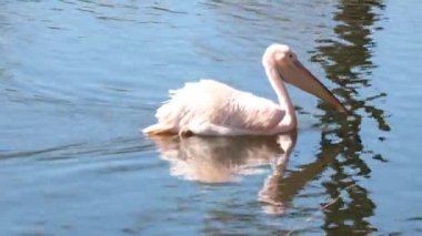 Close-up on a floating pelican on a pond