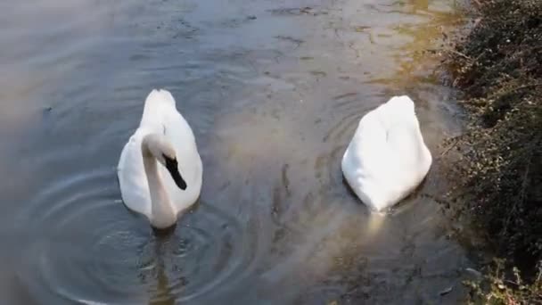 Swans Look Food Underwater Beautiful White Swans Swan — Stok video