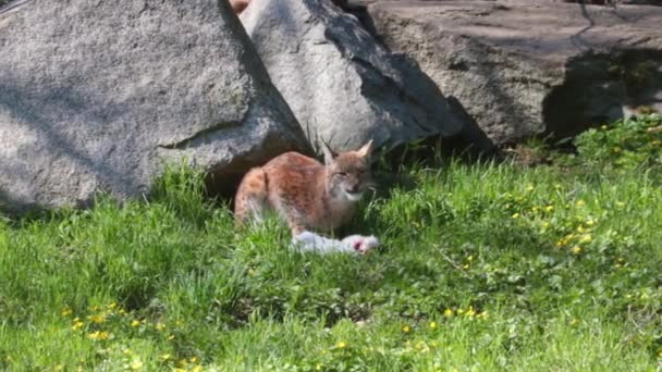 Рысь Лесу Ест Добычу Lynx Вид Млекопитающих Рода Рыси — стоковое видео