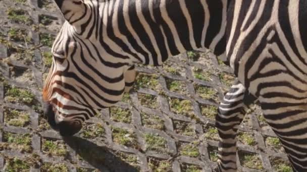 Zebra Eats Grass Zebra Subgenus Horse Genus Including Species Burchells — Stockvideo