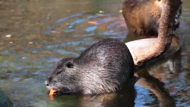 Nutria Eats Vegetables Water Otter Natural Habitat Nutria Swamp Beaver — Stok video