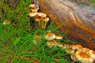 On the trunk of the tree grow young mushrooms in the forest. Autumn background