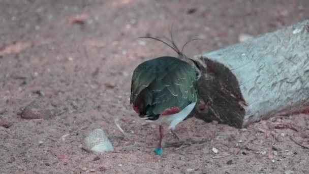 Beautiful Small Birds Looking Food Ground — Video