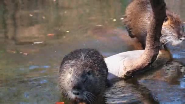 Nutria Washes Combs Her Hair Otter Tree Water Wild Nature — Stockvideo