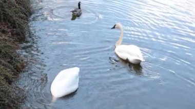 The trumpeter swan is a waterfowl from the duck family. Swans swim in the pond and look for food at the bottom of the lake