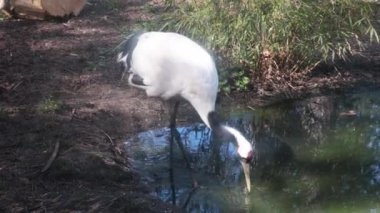 The camera follows the Japanese crane. Wild nature. Natural habitat. Crane family