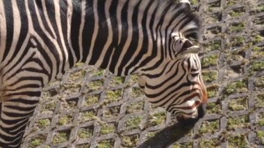 Zebra eats young grass. Beautiful zebra. Horse