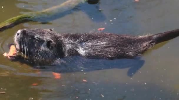 Close Otter Water Eating Wild Nature Nutria Wild — Stok video
