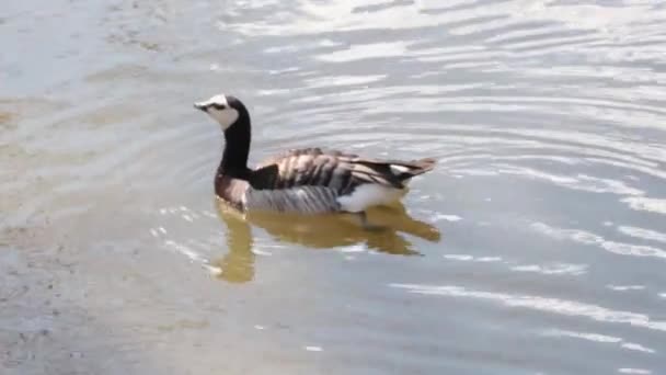 Goose Black Geese Genus Waterfowl Duck Family — Stock videók