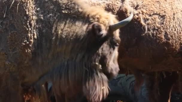 Close Bison Natural Habitat Wildlife — Stock Video