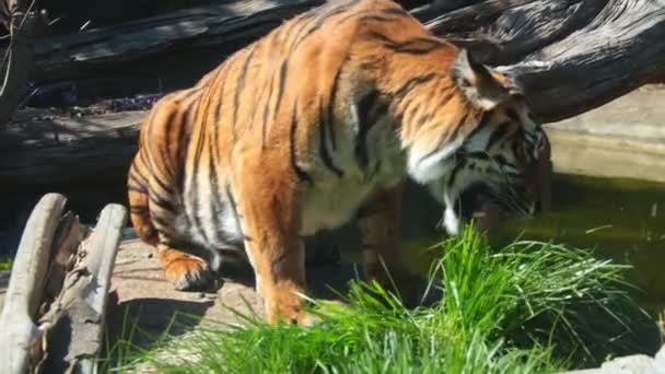 虎は草を食べる 動物のアビタミン症 野生の自然 トラの自然生息地 野生の猫 タイガー — ストック動画