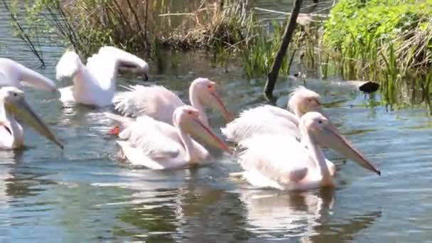 Розовые Пеликаны Плавают Пруду Дикая Природа Природная Среда Пеликанов — стоковое видео