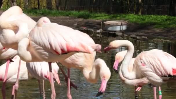 Flamingo Roz Lângă Iaz Flamingo Curăță Penele — Videoclip de stoc