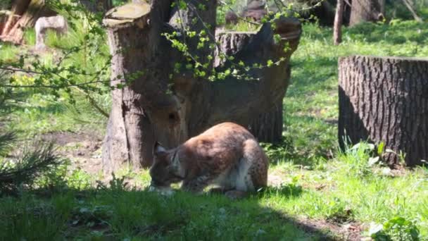 Lynx Eats Prey Wild Nature Wild Cat — Wideo stockowe