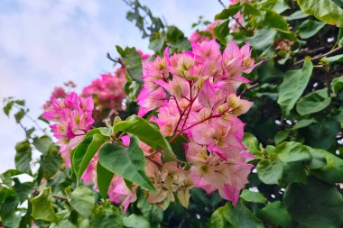 Bougainvillea blooms in a tropical garden. Bougainvillea is a genus of evergreen plants in the Nyctaginaceae family
