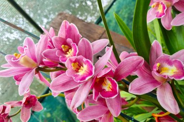 Close-up of flowering orchids in the rainforest