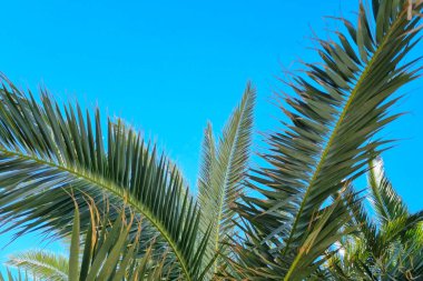 Green tropical palm trees against the blue sky
