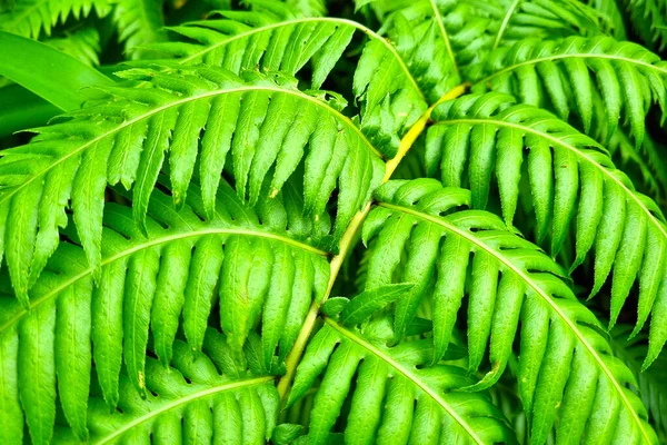 Texture of green tropical plants. The backdrop of a tropical garden or park
