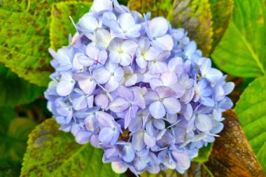Close-up of a flowering large-leaved hydrangea in the park