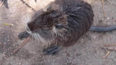 Top view of a wet nutria eating the young bark of a bush or tree. Wild nature. Natural habitat of nutria, otter or beaver