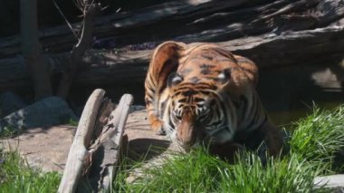 The tiger eats young green grass. Natural habitat of tigers. Wild cat. Tiger in the wild. Avitaminosis in animals or cats