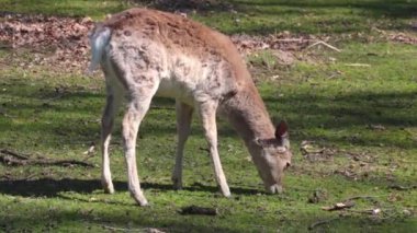A young deer in a clearing in the forest eats young grass. The natural environment is inhabited. Deer in the forest
