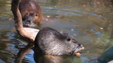 Nutria in the water eats vegetables. Natural habitat of otters and nutria