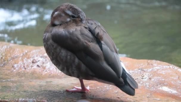 Wild Duck Stands One Leg Pond Bird Hid Its Beak — Video