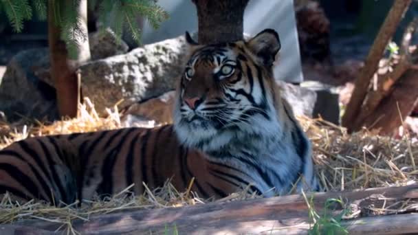 View Tiger Lies Tree Looks Closely Tiger Slowly Closes His — Vídeo de Stock