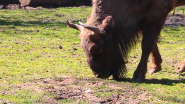Bison Eat Young Grass Spring Natural Habitat Bison Wild European — Wideo stockowe