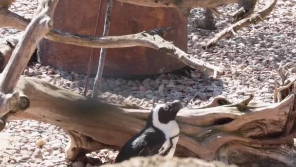 Close Pada Penguin Penguin Berjemur Bawah Sinar Matahari Dan Membersihkan — Stok Video