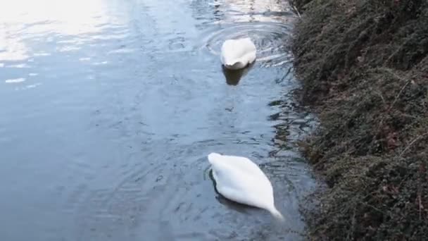 Two Swans Swim Lake Swan Lowers Its Beak Water Looks — Stockvideo