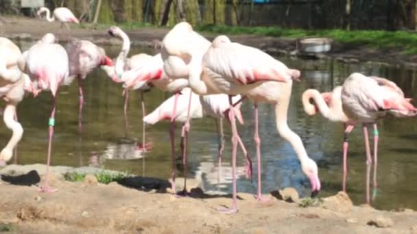 Pink Flamingos Small Pond Flamingo Drinks Water Washes Bird Cleaning — Wideo stockowe
