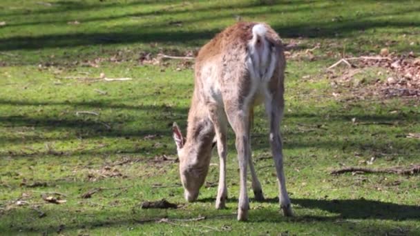 Deer Walks Eats Green Grass Deer Raised Its Tail Poops — Vídeo de Stock