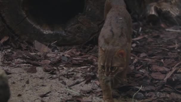 Gran Gato Gris Gato Depredador Cuela Hacia Presa Gato Está — Vídeo de stock