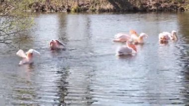 A flock of pelicans swims in the water. Natural habitat of pelicans