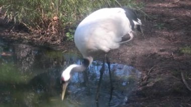 Japanese crane on the pond. The crane seeks and eats food in the water. The natural habitat of the crane