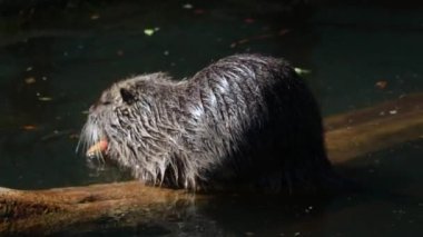 Close-up on a nutria in the water that eats carrots. Natural habitat of otter, nutria, beaver