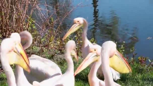 Stado Pelikanów Pobliżu Wody Dzika Natura Środowisko Naturalne Pelikanów — Wideo stockowe
